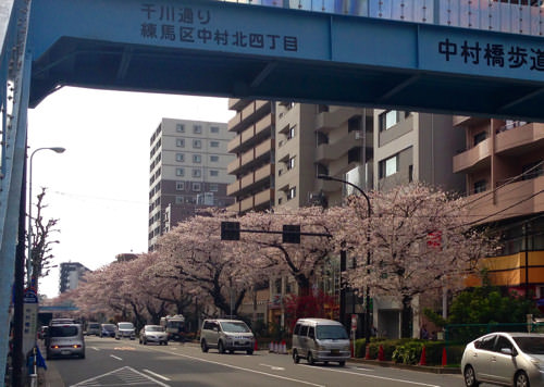 千川通りの桜並木