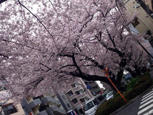 千川通りの桜