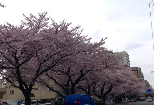 千川通りの桜