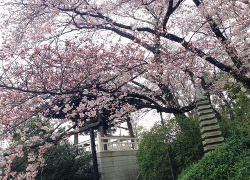 福蔵院の桜