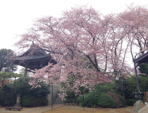 福蔵院の桜