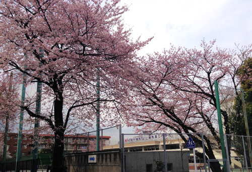 練馬第三小学校の桜
